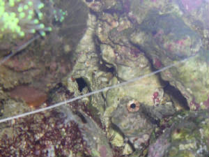 blenny3.jpg